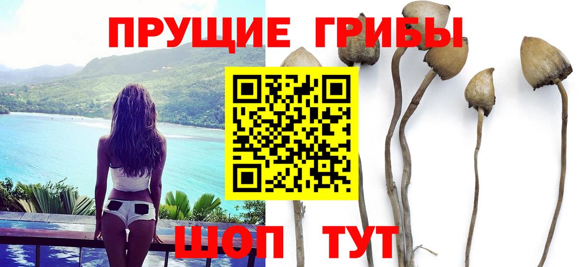 Псилоцибиновые грибы мухоморы  Псилоцибиновые грибы Psilocybine cubensis  Вход с VPN  Осинники 